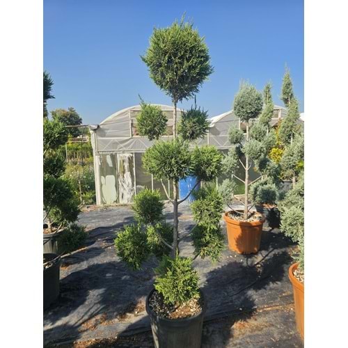 Leylandii Özel Ponpon Form 30LT
