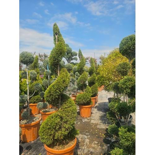 Limon Servi Spiral EXTRA Form 55LT