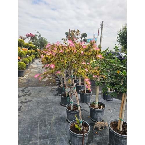 Tijli Calliandra Pink Poodle 20LT