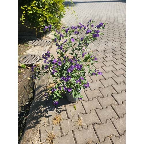 Solanum 5LT