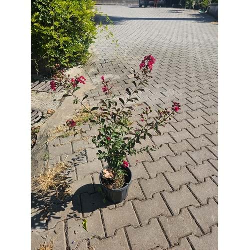 Bodur Oya (Lagerstroemia indica) – 4 LTt