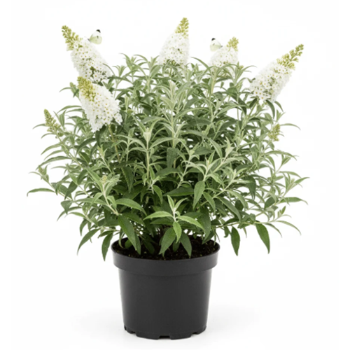 Kelebek Çalısı (Buddleja davidii) – 3 LT
