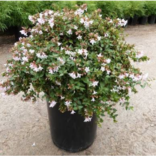 Abelia grandiflora – 12,5 LT