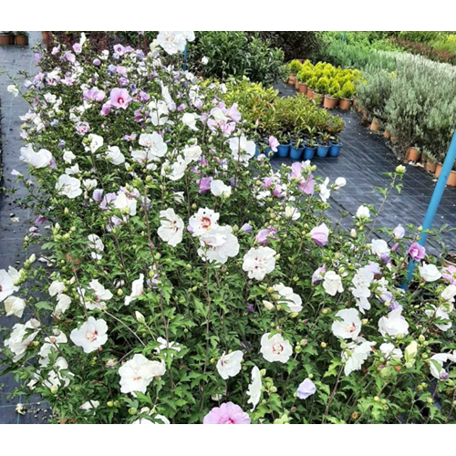 Hatmi (Hibiscus syriacus) – 15 LT