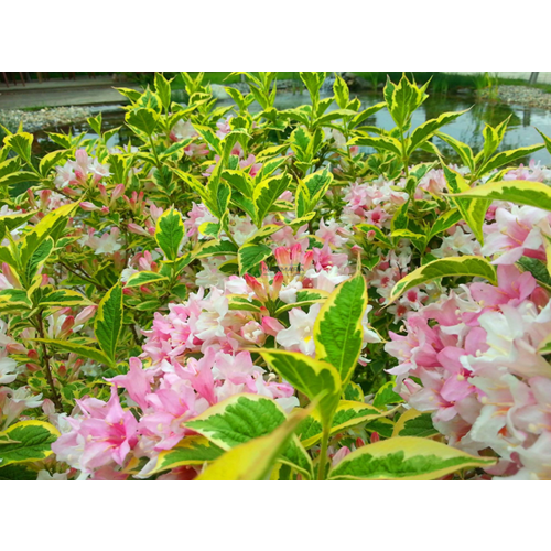 Vangelya (Weigela) – 7 LT