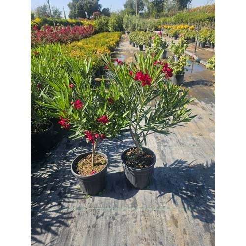 Bodur Zakkum (Nerium oleander) – 4 LT