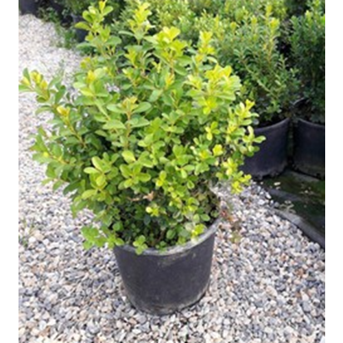 Şimşir (Buxus sempervirens) – 5 LT