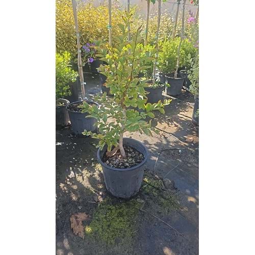 Oya Ağacı (Lagerstroemia indica) – 7 LT