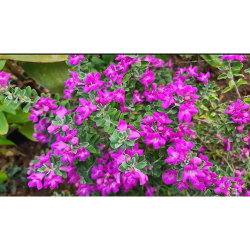 Texas Adaçayı (Leucophyllum frutescens) – 20 LT