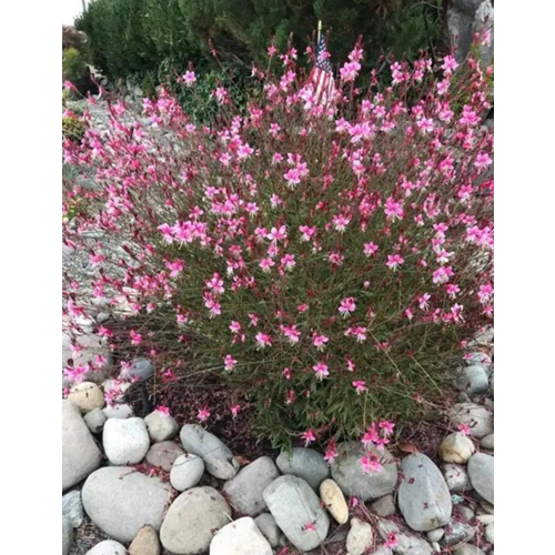 Gaura (Oenothera lindheimeri) – 7 LT