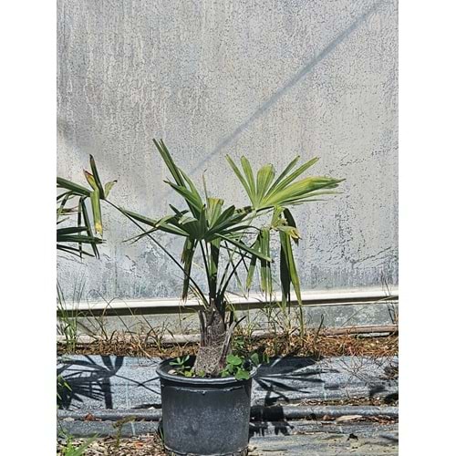 Tüylü Palmiye (Butia odorata) – 5 LT