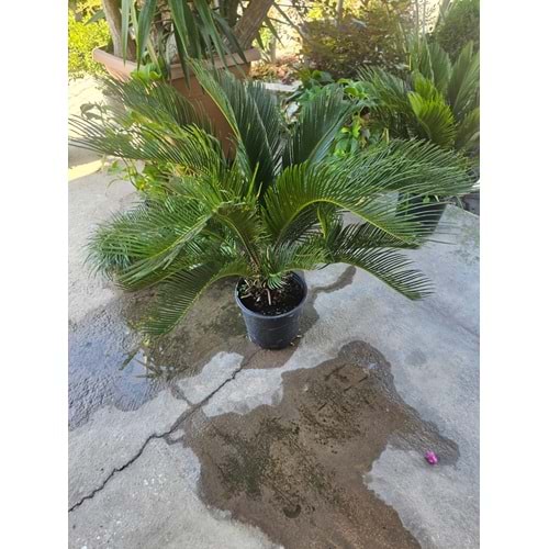 Cycas 5LT