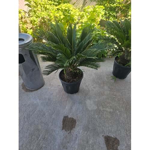 Cycas 10LT
