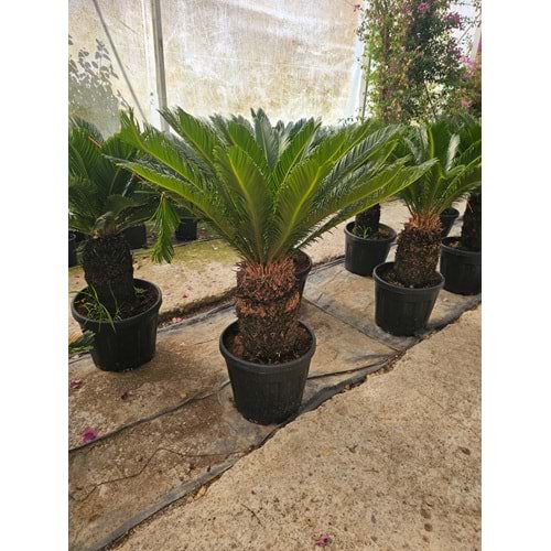 Cycas 25LT