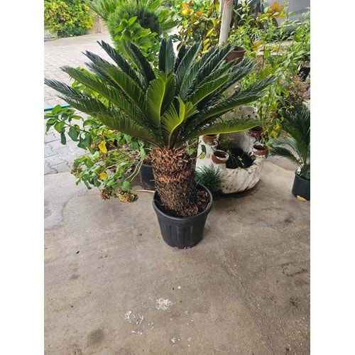 Cycas 25LT Kalın Gövde
