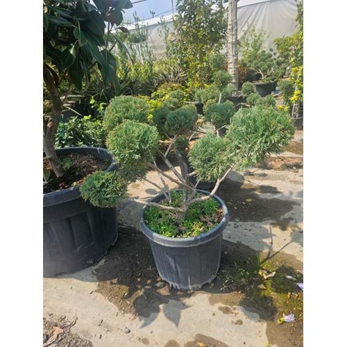 Ardıç Bonsai Form