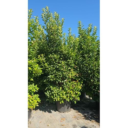 Viburnum lucidum 3–3,5 m / 125 LT