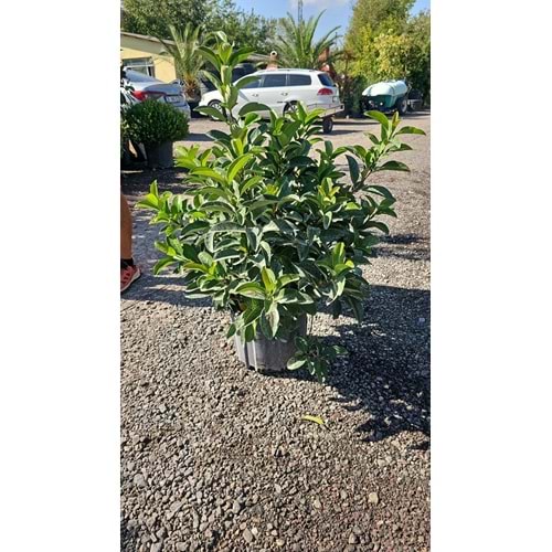 Viburnum lucidum 12,5 LT
