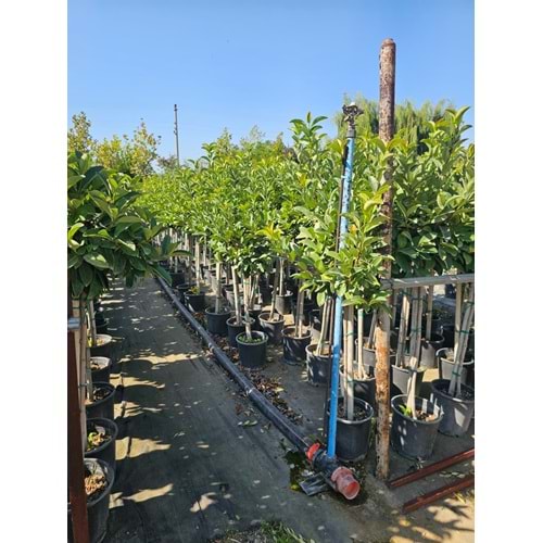 Viburnum lucidum – Half-Tij Form