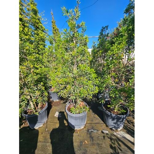 Fırça Çalısı (Callistemon) 2-2,5 m / 55 LT