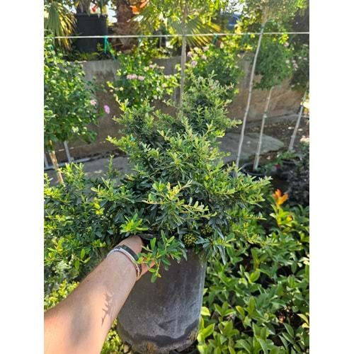 Ateş Dikeni (Pyracantha) 7 LT