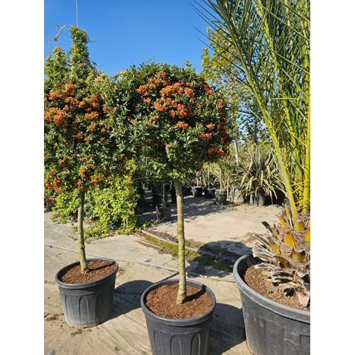 Ateş Dikeni (Pyracantha) – Tijli EXTRA Form
