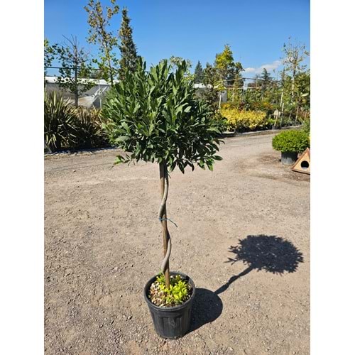 Defne (Laurus nobilis) – Burgulu Form / 15 LT