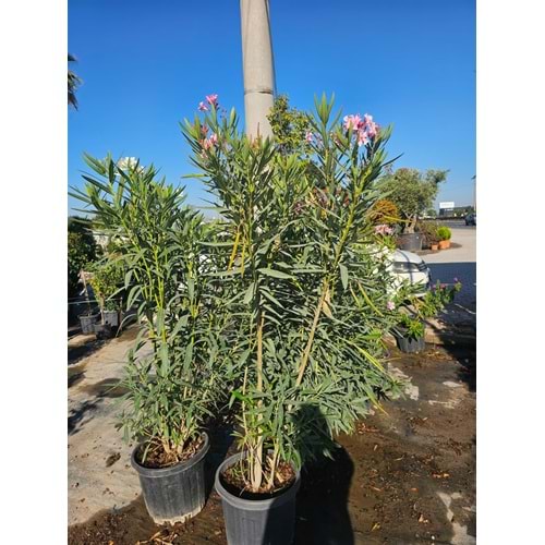 Zakkum (Nerium oleander) – 35 LT