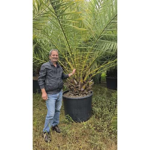 Phoenix Palmiyesi–Extra Form