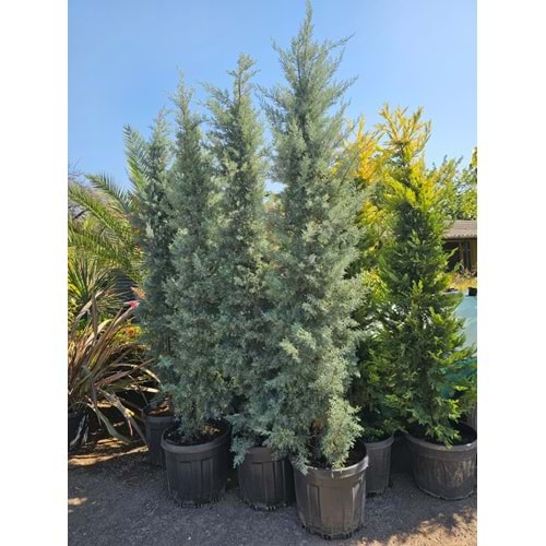 Mavi Servi (Cupressus arizonica) 2–2,5 m