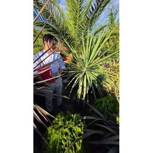 Dracena Cordyline australis