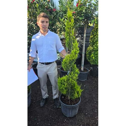 Limon Servİ Spiral Form (S)