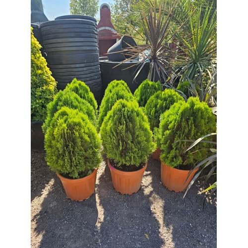 Top Mazı (Thuja orientalis ‘Aurea Nana’)
