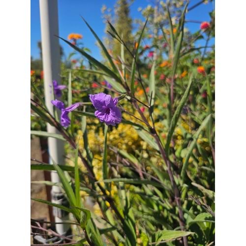 Meksika Petunyası (Ruellia simplex) – 5 LT