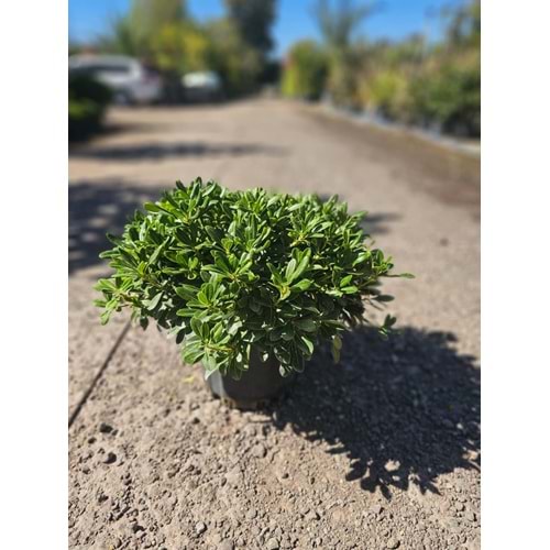Pittosporum (M)