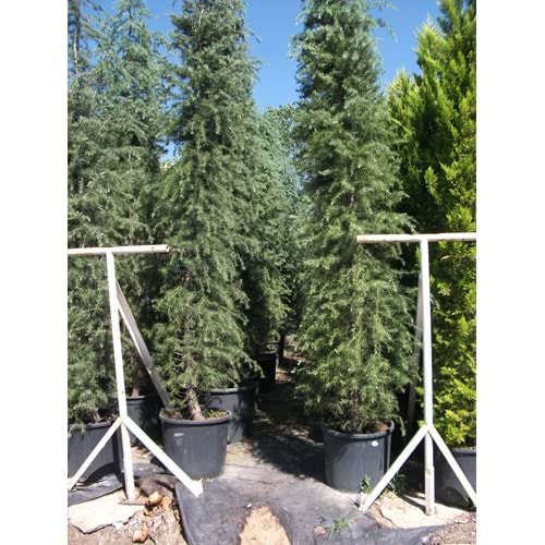 Cedrus deodora