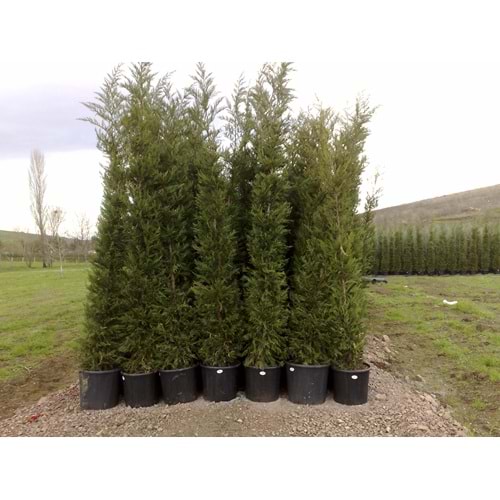 Cupressocyparis leylandii