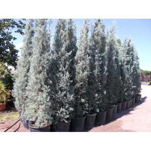 Cupressus arizonica glauca