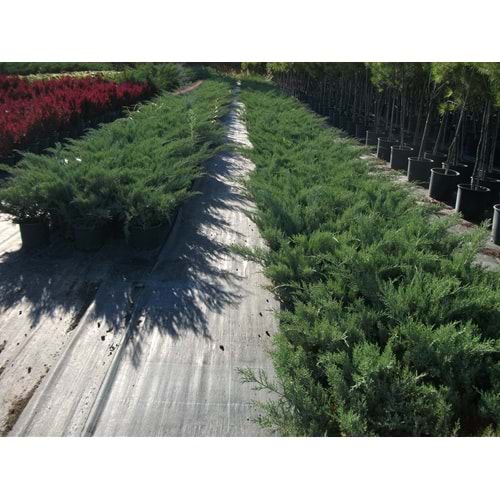 Juniperus sp
