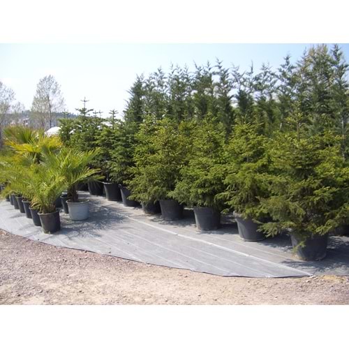 Picea abies excelsa