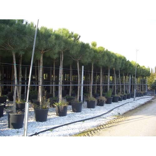 Pinus pinea