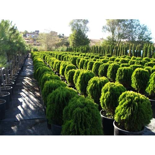 Thuja orientalis compacta nana