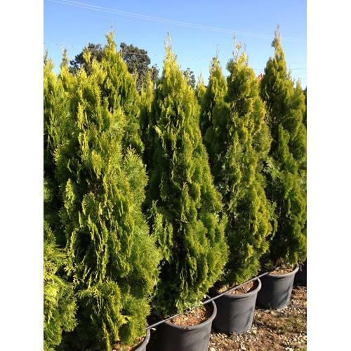 Thuja orientalis pyramidalis aurea