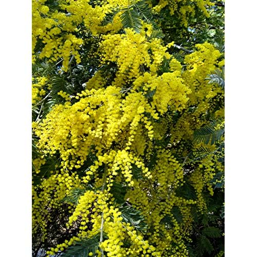 Acacıa dealbata (Sarı Çiçekli Mimoza) 12*14 çap