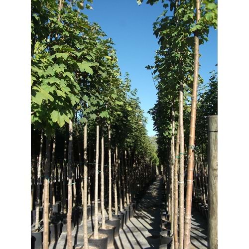 Acer pseudoplatanus