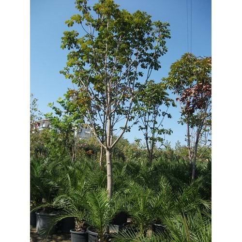 Aesculus hippocastanum