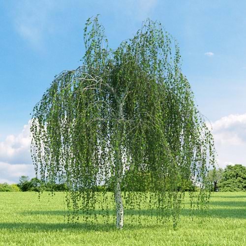 Betula pendula yoongi