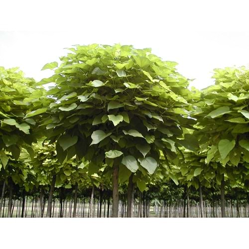 Catalpa bungei bignonioides nana