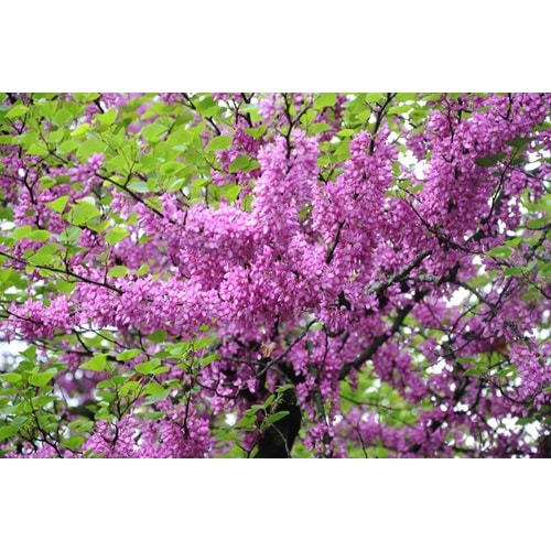 Cercis siliquastrum