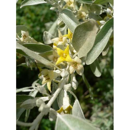 Elaeagnus angustifolia